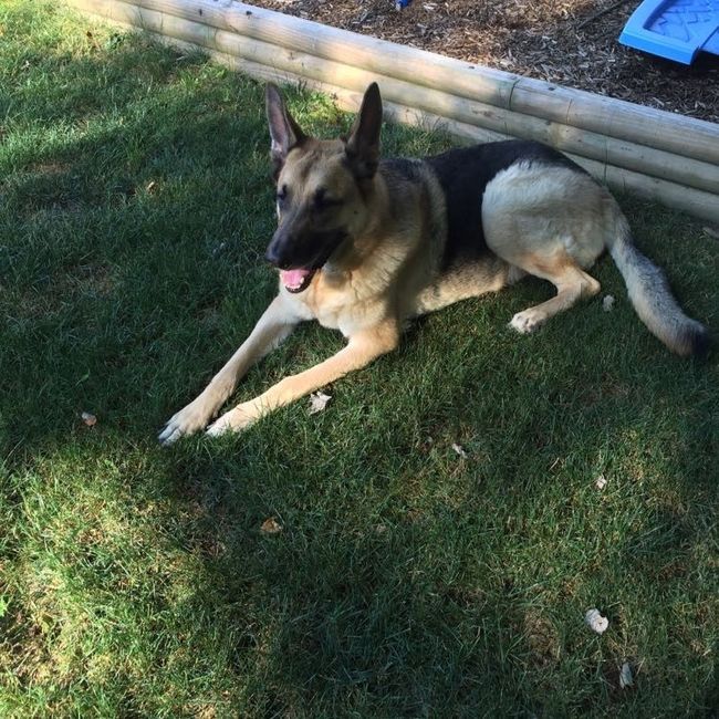 NWR: Bored? Show off your pets!