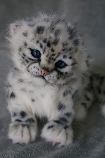 Cutest Thing You'll See All Day