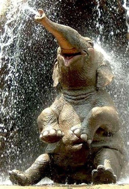 Cutest Thing You'll See All Day