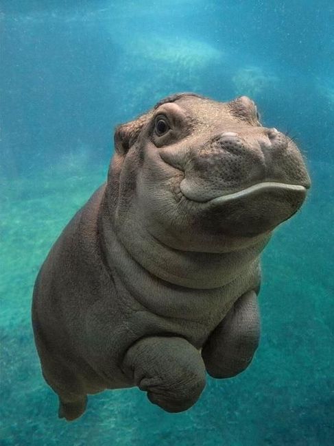 Cutest Thing You'll See All Day