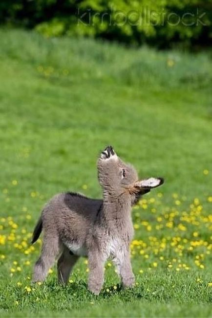 Cutest Thing You'll See All Day