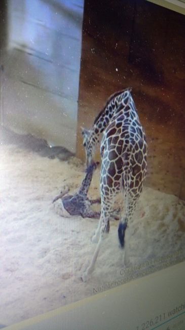 NWR: April gave birth!