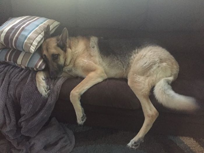 NWR: My pup thinks she's people. She's right. Show me your "people pups!"