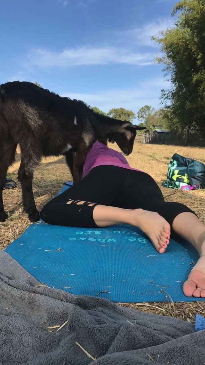 Pets "helping" you make things