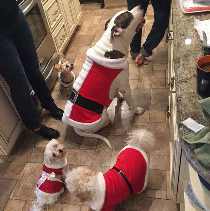 Furbabies?(non wedding post)