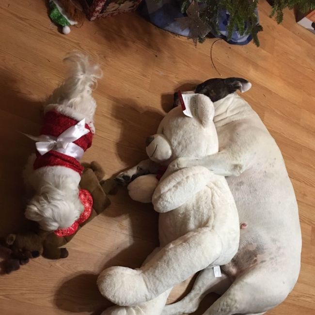 Furbabies?(non wedding post)