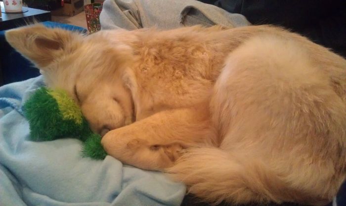NWR: My puppy is adorable :) Cat memes spinoff