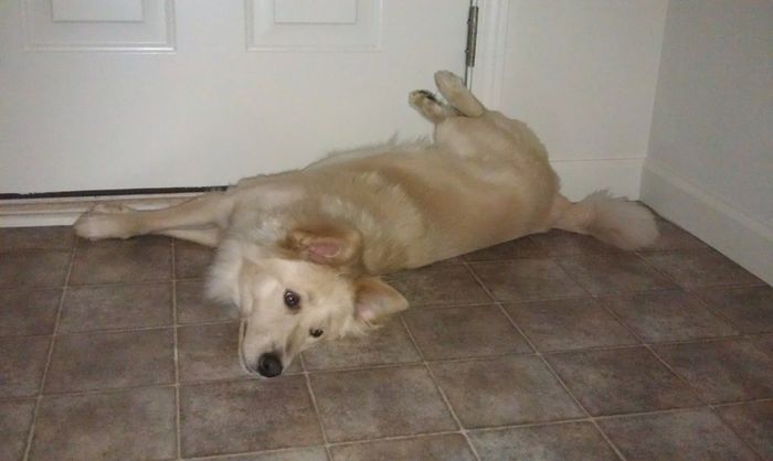 Just for fun, lets see your crazy pet child....
