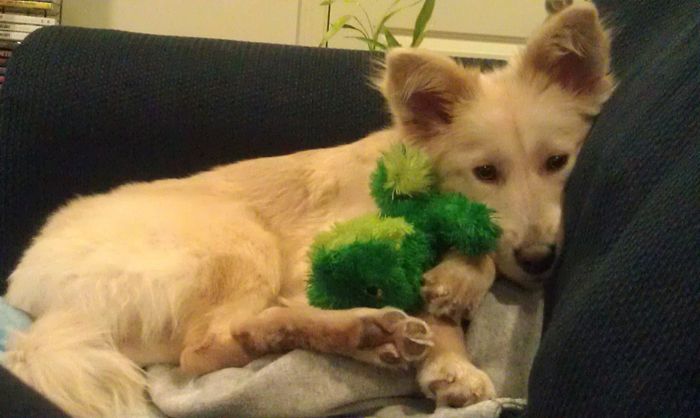 NWR: Lets See Your Fur Babies!