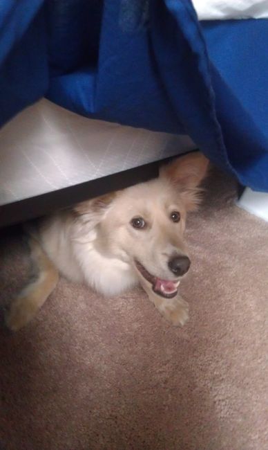 NWR: Lets See Your Fur Babies!