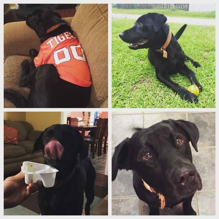 NWR: National Dog Day!