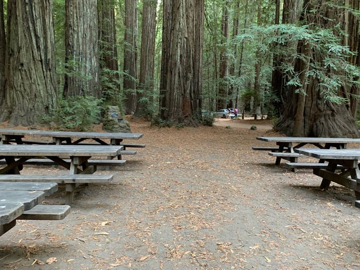 !!!! decor help- redwood forest ceremony & local venue reception! 1