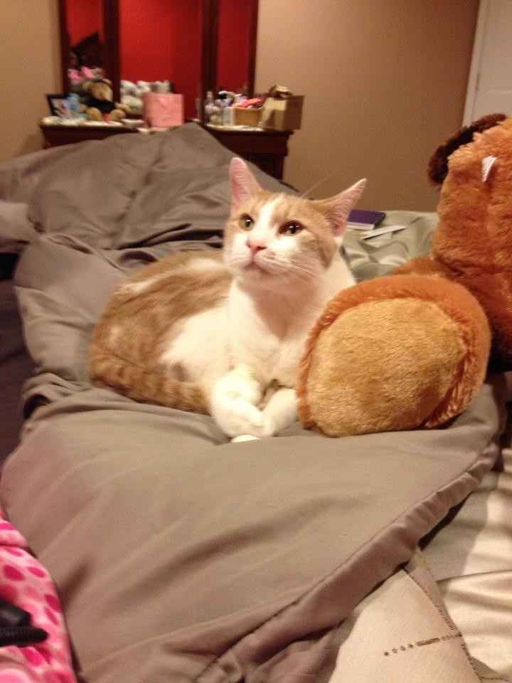 Show me your fur baby! (it has been awhile and I love seeing the pets!)