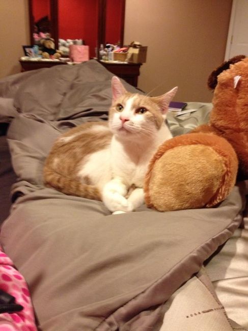 Show me your fur baby! (it has been awhile and I love seeing the pets!)