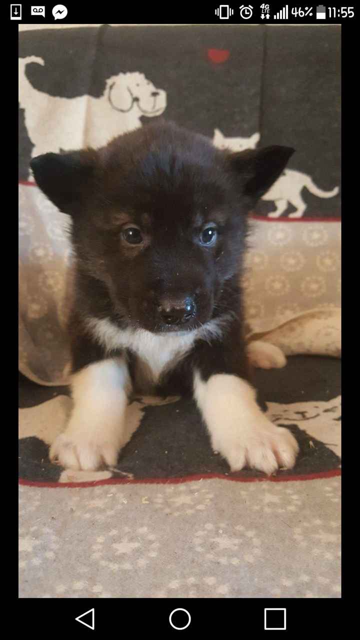 NWR: What should we name our puppy?!