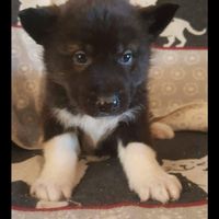 NWR: What should we name our puppy?!