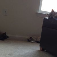 Show off your fur babies!
