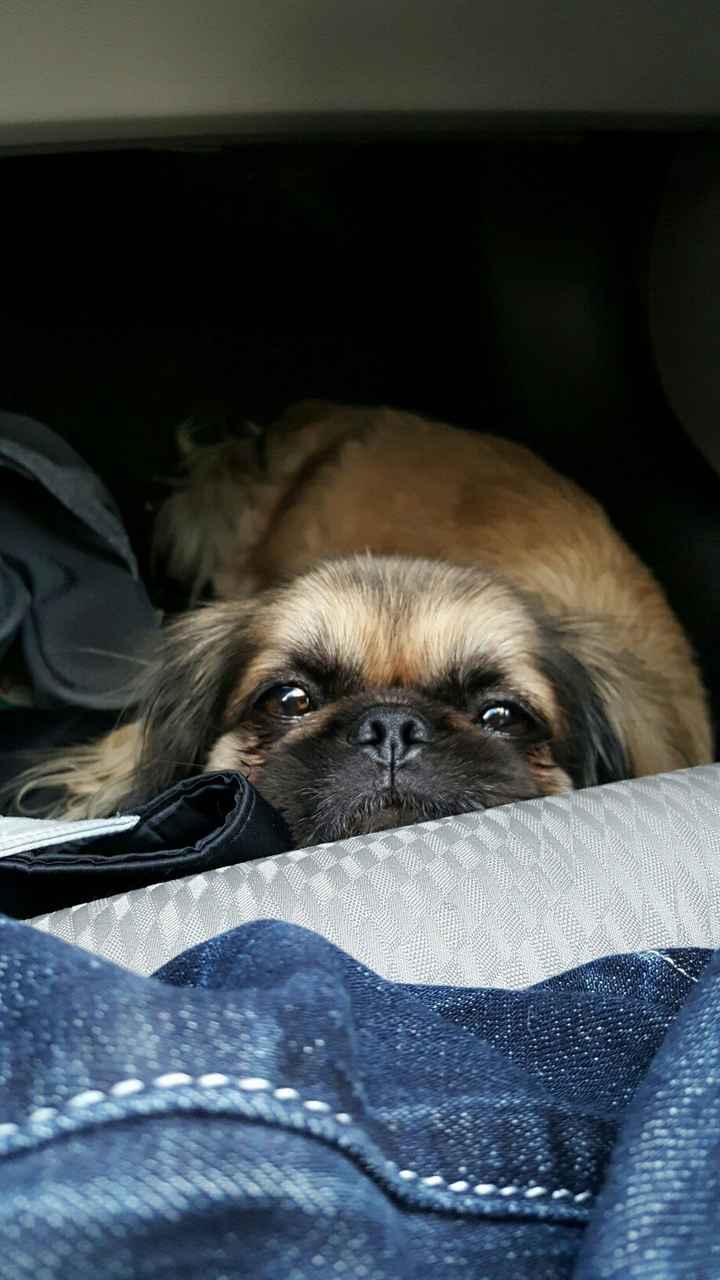 Show off your fur babies!