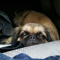 Show off your fur babies!