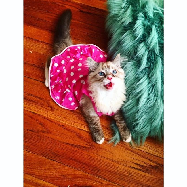 NWR: Show me your fur babies