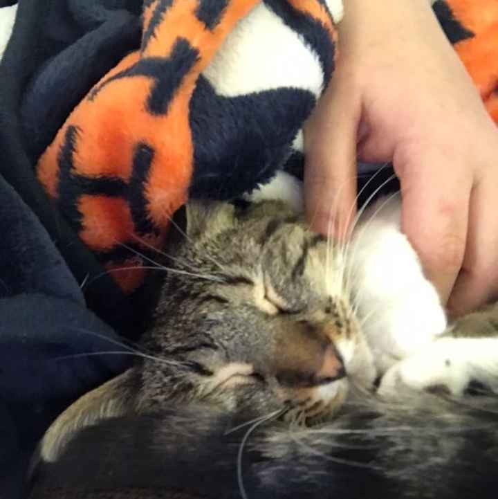 Let me see those fur babies!