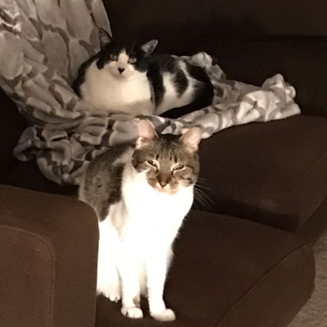 Let me see those fur babies!