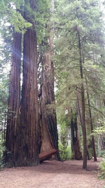 NWR: Jedadiah Smith State Park