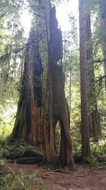 NWR: Jedadiah Smith State Park