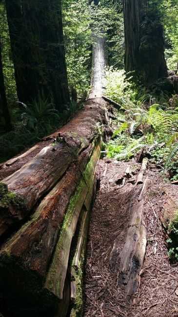 NWR: Jedadiah Smith State Park