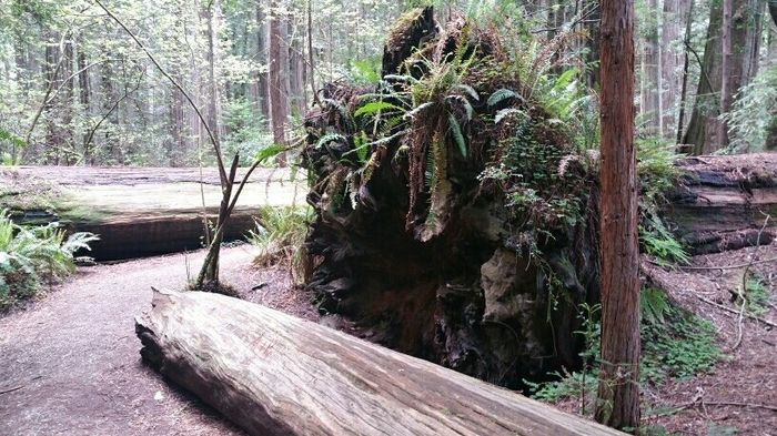 NWR: Jedadiah Smith State Park