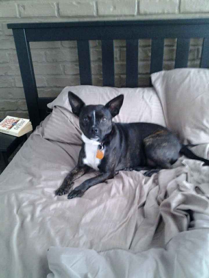 NWR: Puppybowl! And Fur Babies!