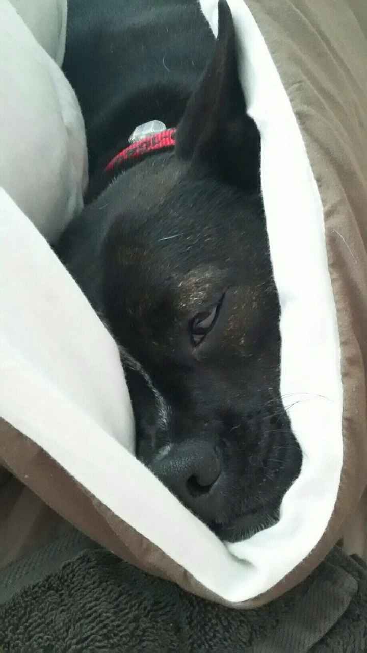 NWR - Pet pictures