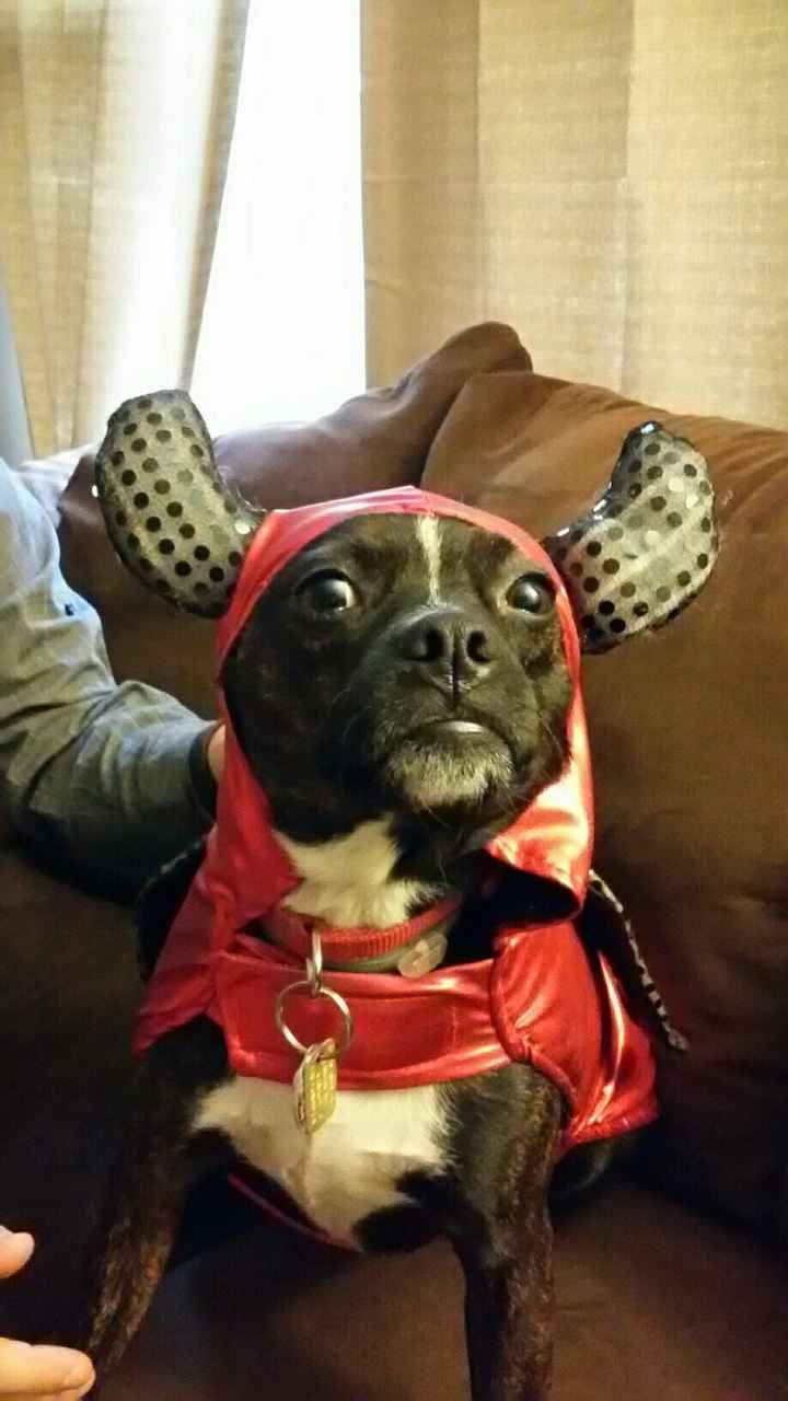 NWR Show us your Halloween Pets!