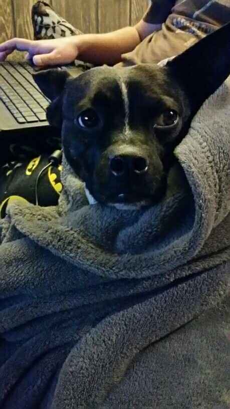 NWR: furbabies