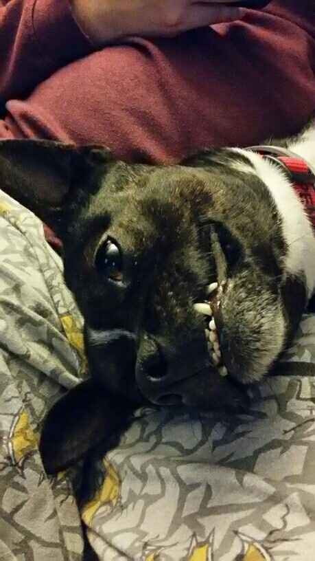 KWR: Who else missed their pets?