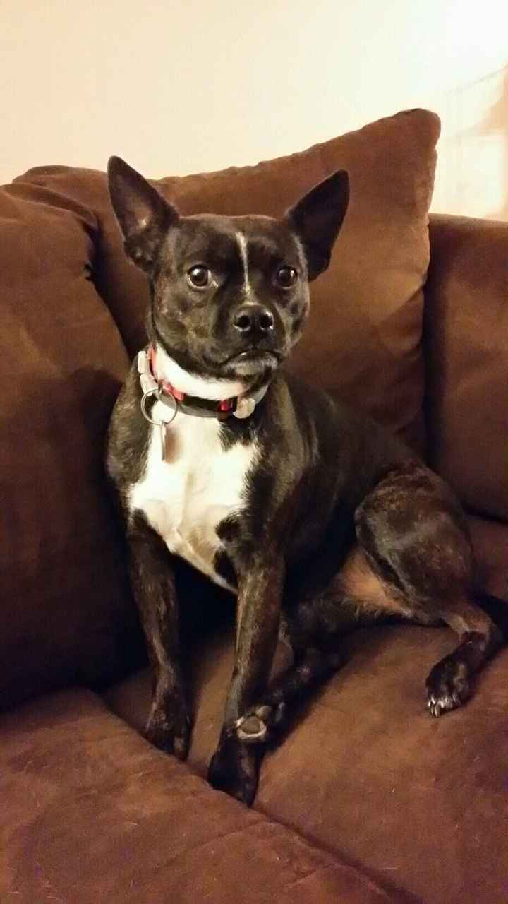 Today is National Pet Day! Let's see those fur babies :)