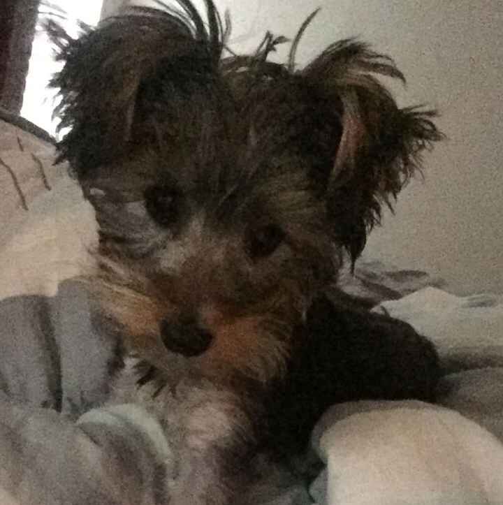 Any pet related stories? - 1