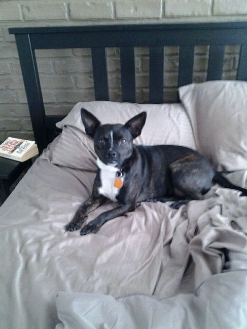 NWR: Puppybowl! And Fur Babies!
