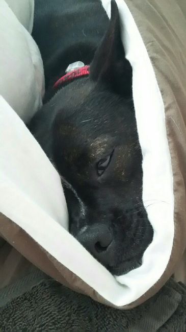 NWR - Pet pictures