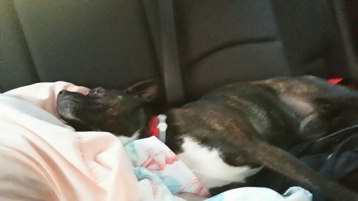 Fur Babies! :)