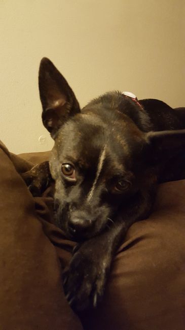 NWR: Pet Owners...Can we play a fun game? :D