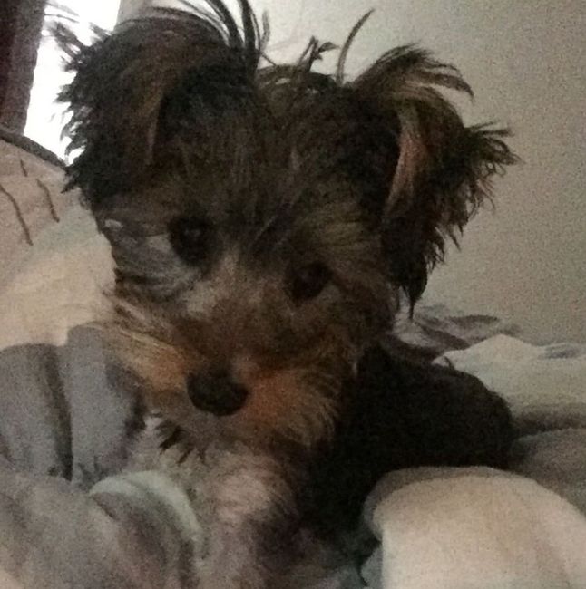Any pet related stories? - 1