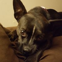 NWR- let's talk dogs!
