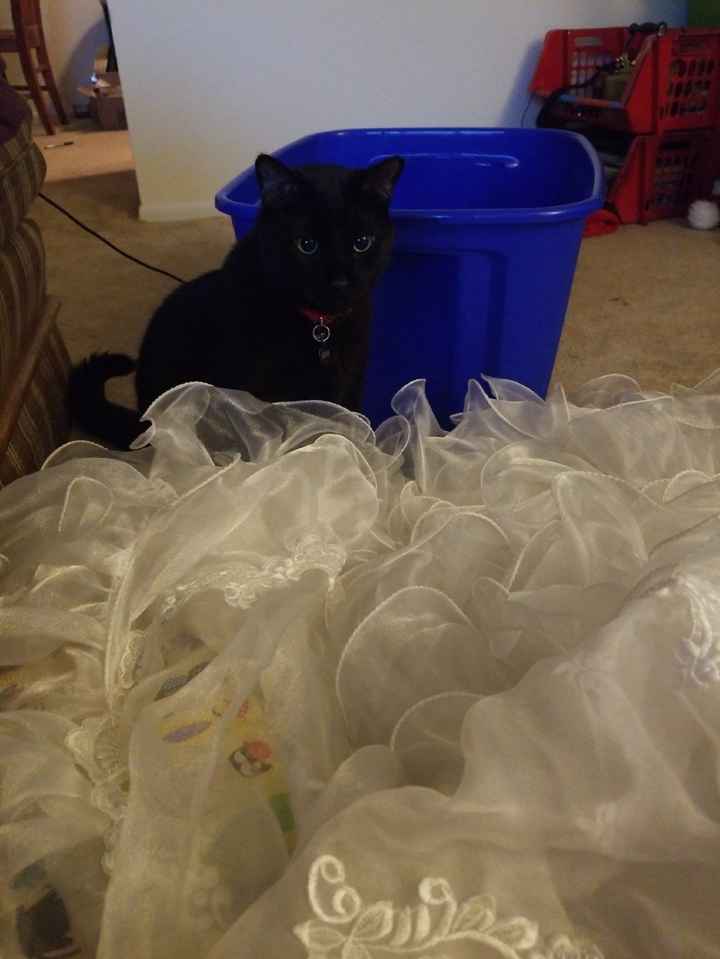 He's transfixed by all the ruffles