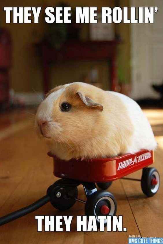 NWR: Memes & Cute Animal Pictures