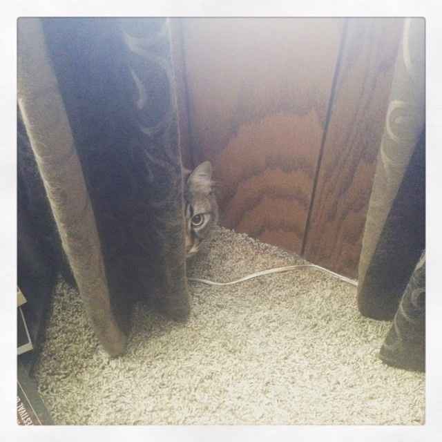 NWR: Tomorrow is National Cat Day!