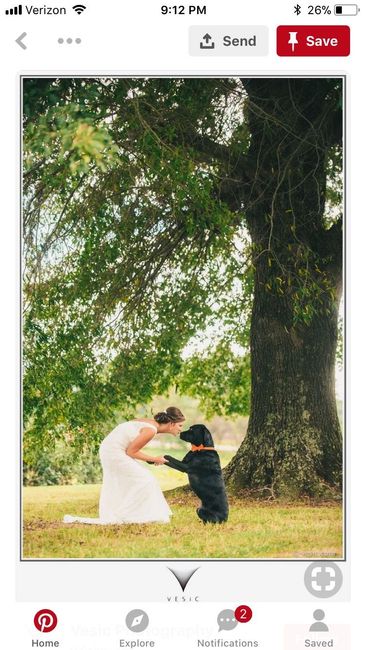Pets in wedding photos - 1