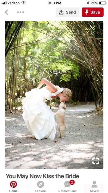 Pets in wedding photos - 2