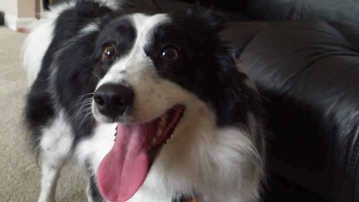 NWR: today is my Pups 2nd birthday!! Do you and your FH have a pet? Show pics!!!