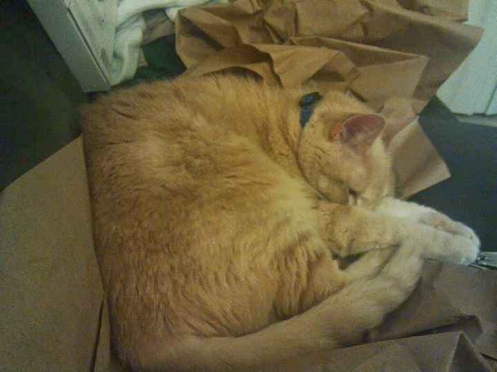 NWR: today is my Pups 2nd birthday!! Do you and your FH have a pet? Show pics!!!